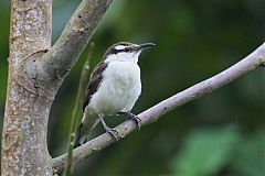 Bicolored Wren